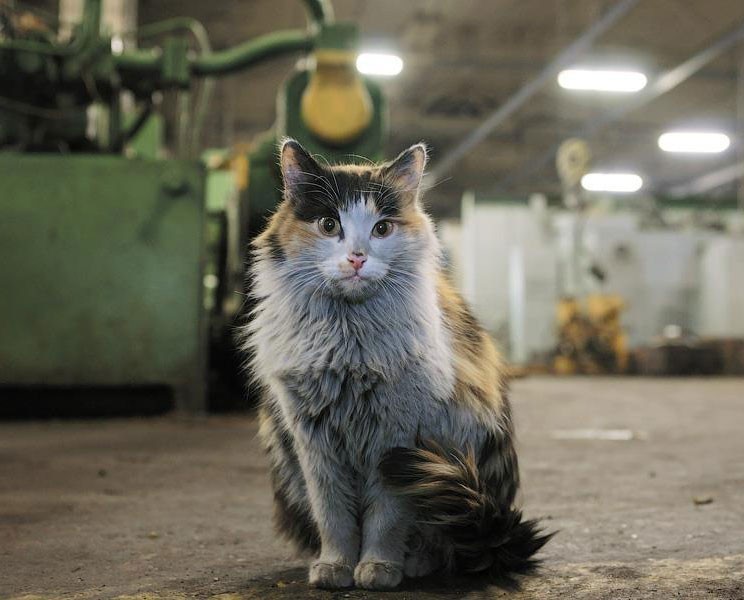 Фотография: Работящие коты-заводчане: они никогда не скажут, что у них лапки №13 - BigPicture.ru