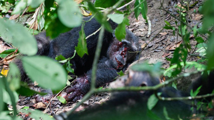 Фотография: Все как у людей: как два клана шимпанзе устроили 4-летнюю кровавую войну №9 - BigPicture.ru