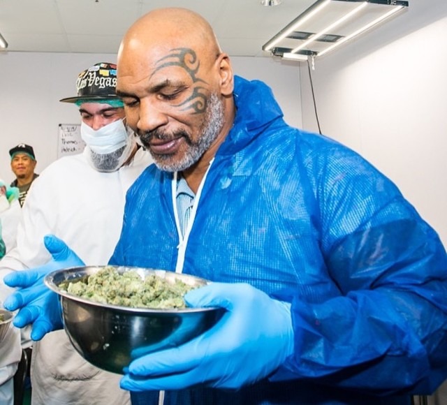 Фотография: Веселый боксер: Майк Тайсон выращивает на своем ранчо марихуану и угощает ею гостей №5 - BigPicture.ru