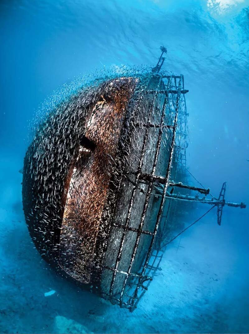 Фотография: 12 лучших подводных фотографии с конкурса 