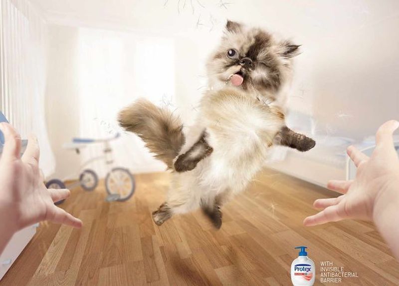 Фотография: Мяу! 15 примеров забавной и милой кошачьей рекламы №1 - BigPicture.ru