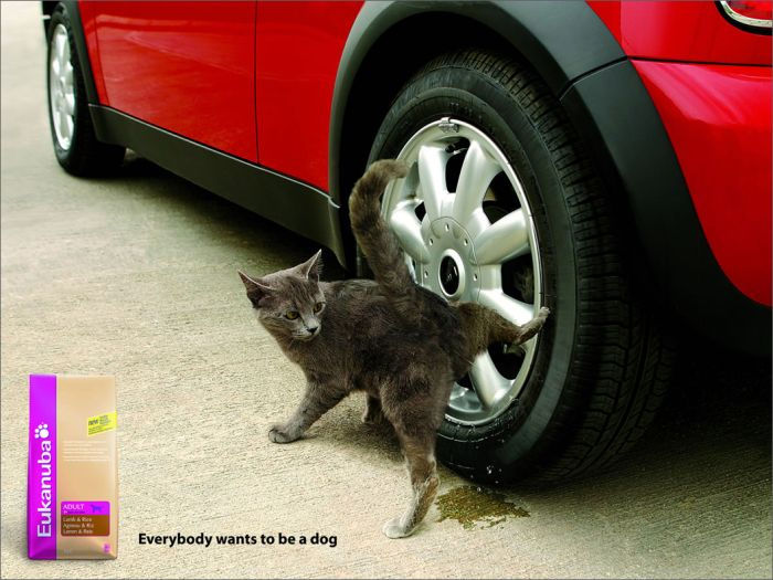 Фотография: Мяу! 15 примеров забавной и милой кошачьей рекламы №3 - BigPicture.ru