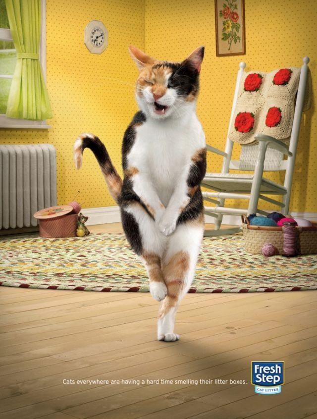 Фотография: Мяу! 15 примеров забавной и милой кошачьей рекламы №14 - BigPicture.ru