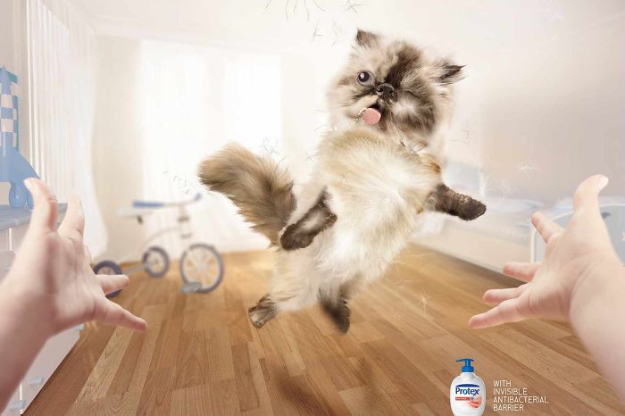 Фотография: Мяу! 15 примеров забавной и милой кошачьей рекламы №17 - BigPicture.ru