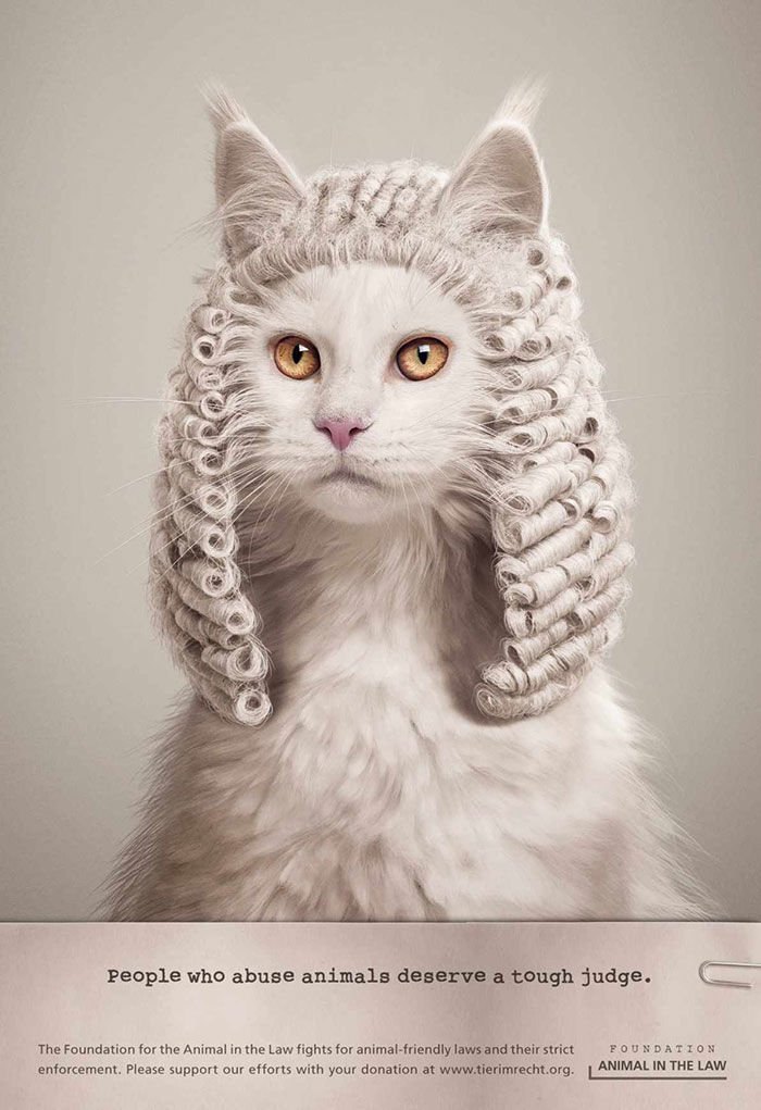 Фотография: Мяу! 15 примеров забавной и милой кошачьей рекламы №19 - BigPicture.ru