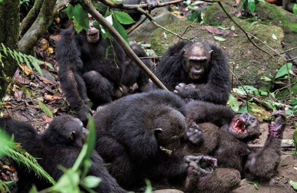 Фотография: Все как у людей: как два клана шимпанзе устроили 4-летнюю кровавую войну №8 - BigPicture.ru