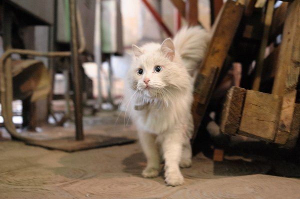 Фотография: Работящие коты-заводчане: они никогда не скажут, что у них лапки №11 - BigPicture.ru