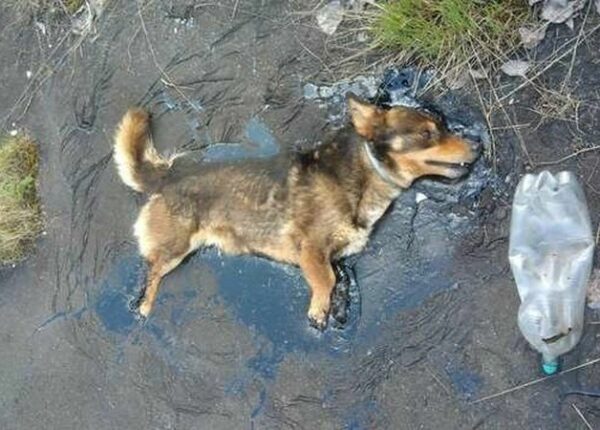 Чудесное спасение собаки из смоляной ловушки