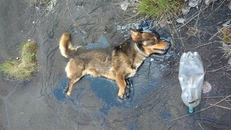 Фотография: Чудесное спасение собаки из смоляной ловушки №1 - BigPicture.ru