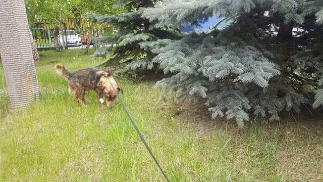 Фотография: Чудесное спасение собаки из смоляной ловушки №9 - BigPicture.ru