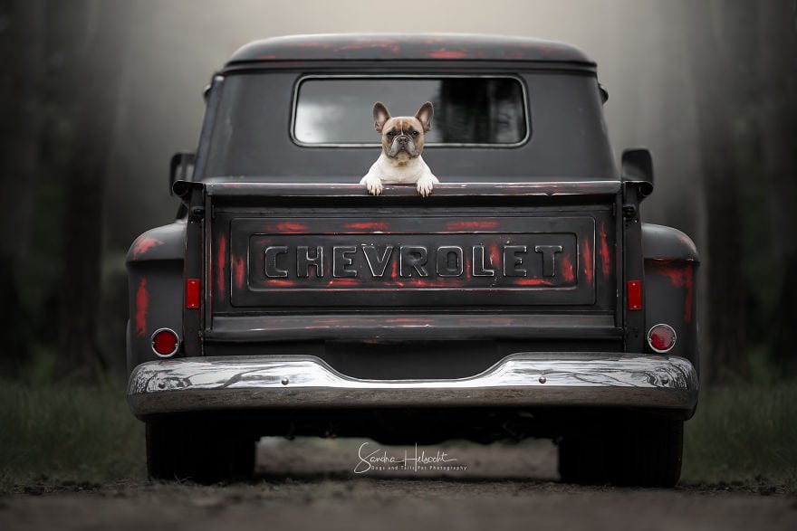 Фотография: Идеальное сочетание: собаки и винтажные авто №3 - BigPicture.ru