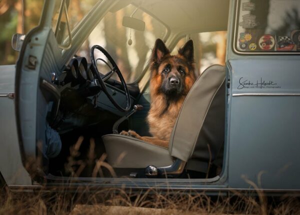Идеальное сочетание — собаки и винтажные авто