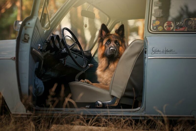 Фотография: Идеальное сочетание: собаки и винтажные авто №1 - BigPicture.ru