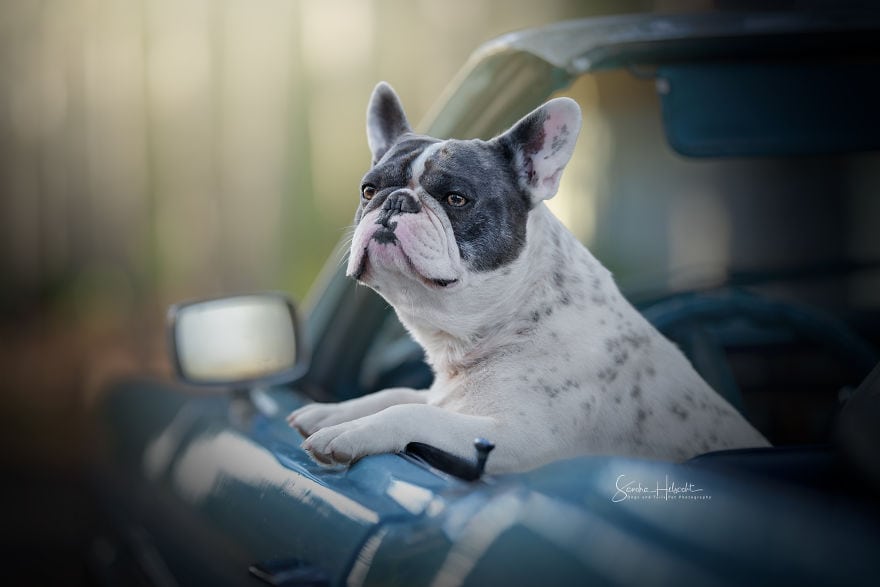 Фотография: Идеальное сочетание: собаки и винтажные авто №5 - BigPicture.ru