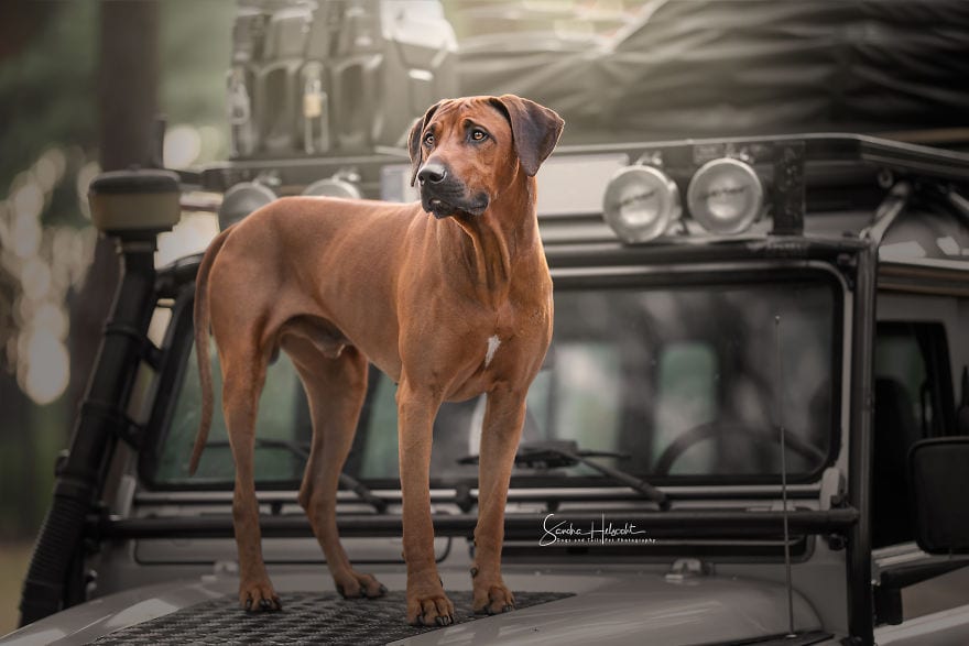 Фотография: Идеальное сочетание: собаки и винтажные авто №7 - BigPicture.ru