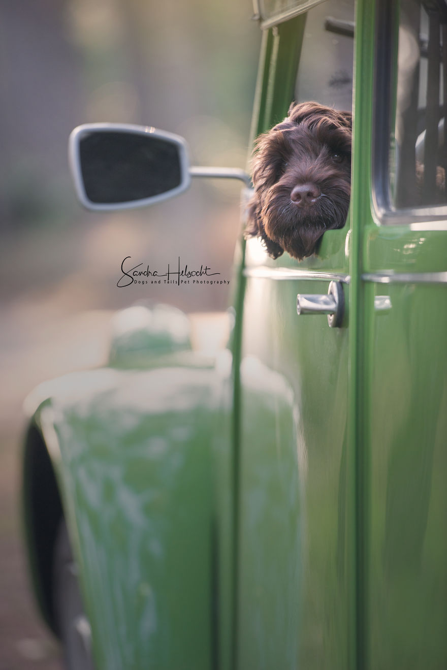 Фотография: Идеальное сочетание: собаки и винтажные авто №8 - BigPicture.ru