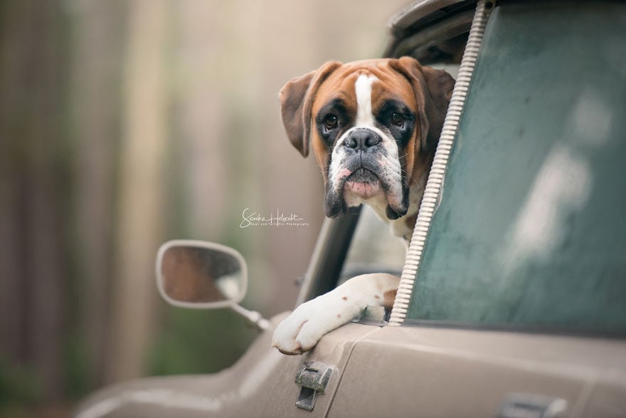 Фотография: Идеальное сочетание: собаки и винтажные авто №9 - BigPicture.ru