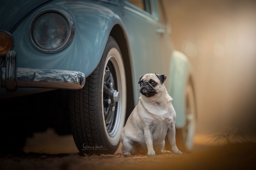 Фотография: Идеальное сочетание: собаки и винтажные авто №11 - BigPicture.ru