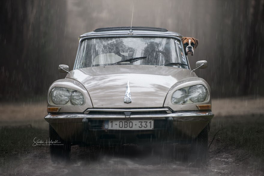 Фотография: Идеальное сочетание: собаки и винтажные авто №12 - BigPicture.ru