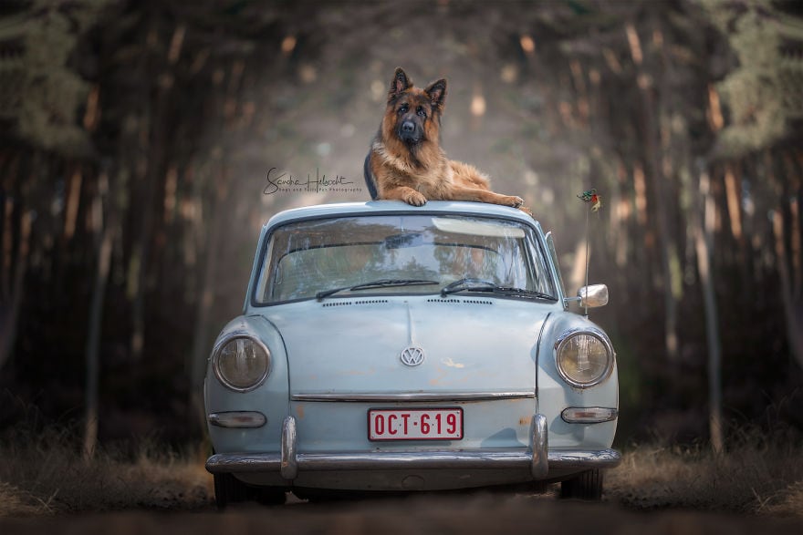 Фотография: Идеальное сочетание: собаки и винтажные авто №13 - BigPicture.ru