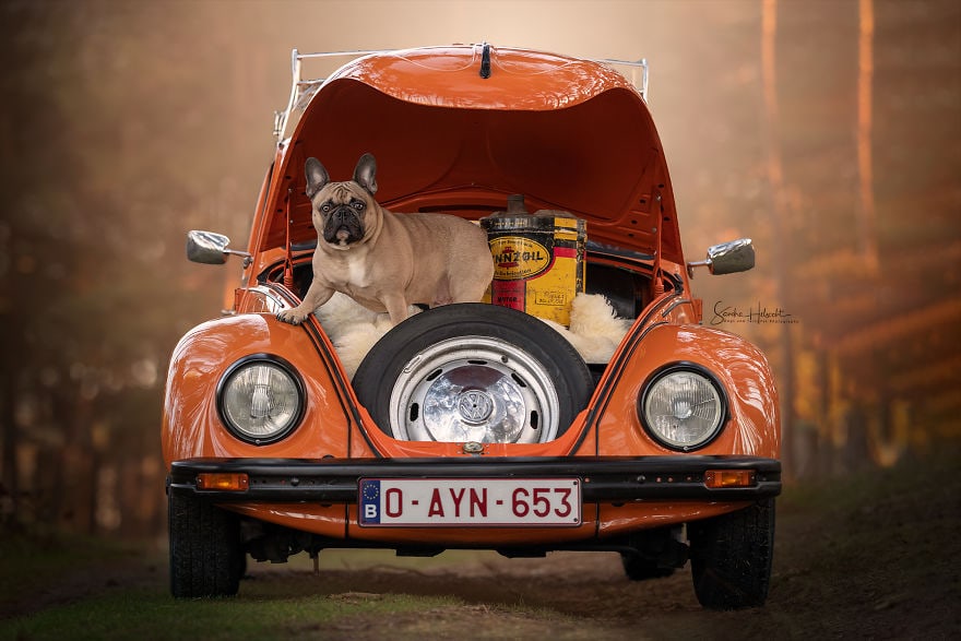 Фотография: Идеальное сочетание: собаки и винтажные авто №14 - BigPicture.ru