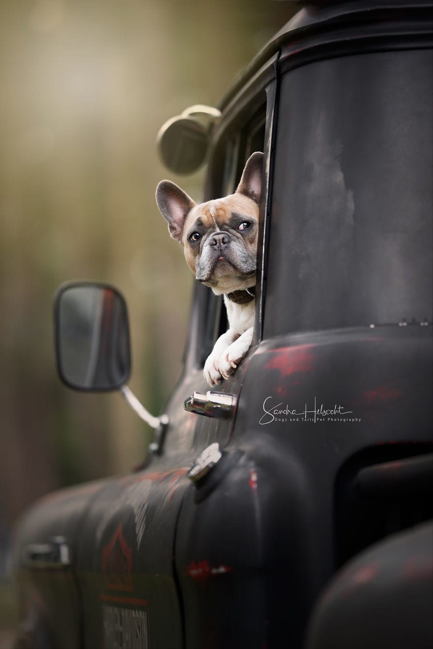 Фотография: Идеальное сочетание: собаки и винтажные авто №15 - BigPicture.ru