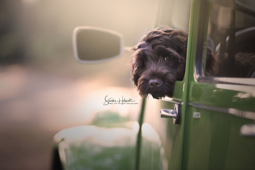 Фотография: Идеальное сочетание: собаки и винтажные авто №16 - BigPicture.ru