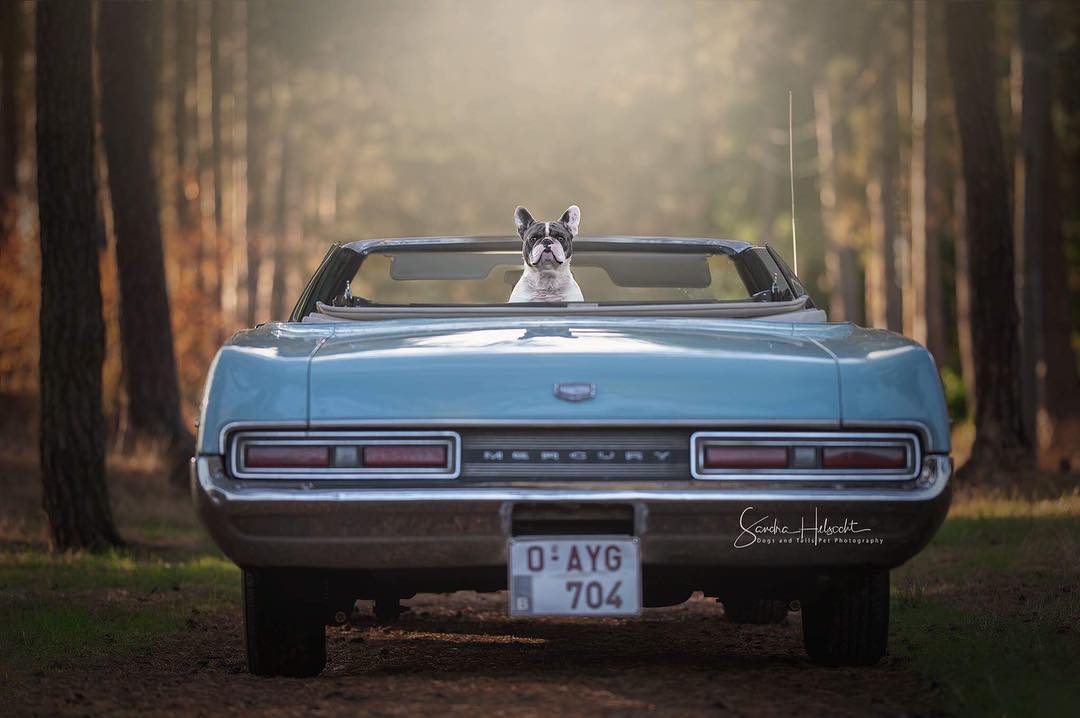 Фотография: Идеальное сочетание: собаки и винтажные авто №19 - BigPicture.ru