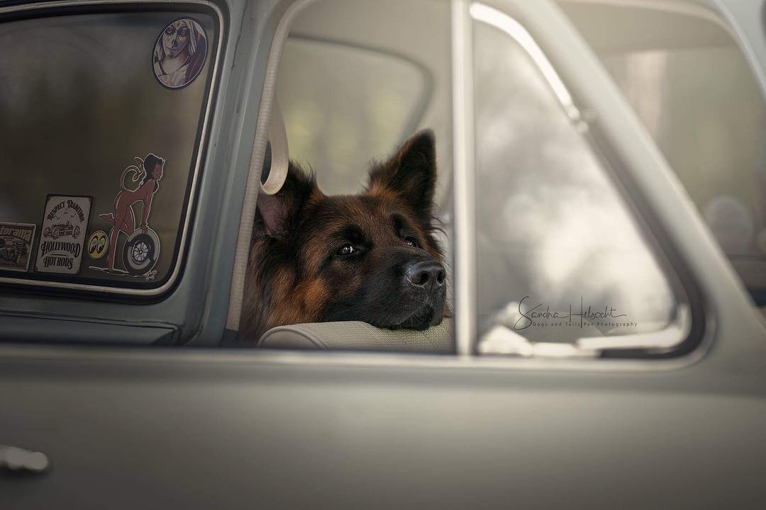 Фотография: Идеальное сочетание: собаки и винтажные авто №20 - BigPicture.ru