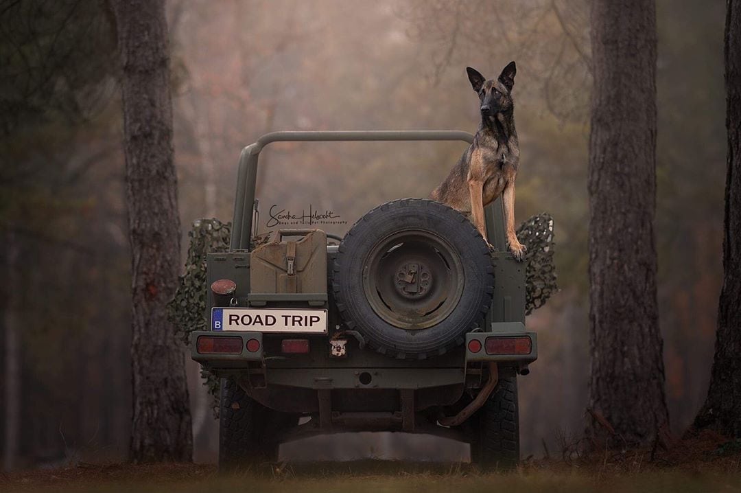 Фотография: Идеальное сочетание: собаки и винтажные авто №21 - BigPicture.ru
