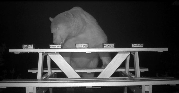 Фотография: Турецкий фермер привлек медведей-воришек к дегустации меда и не прогадал №3 - BigPicture.ru
