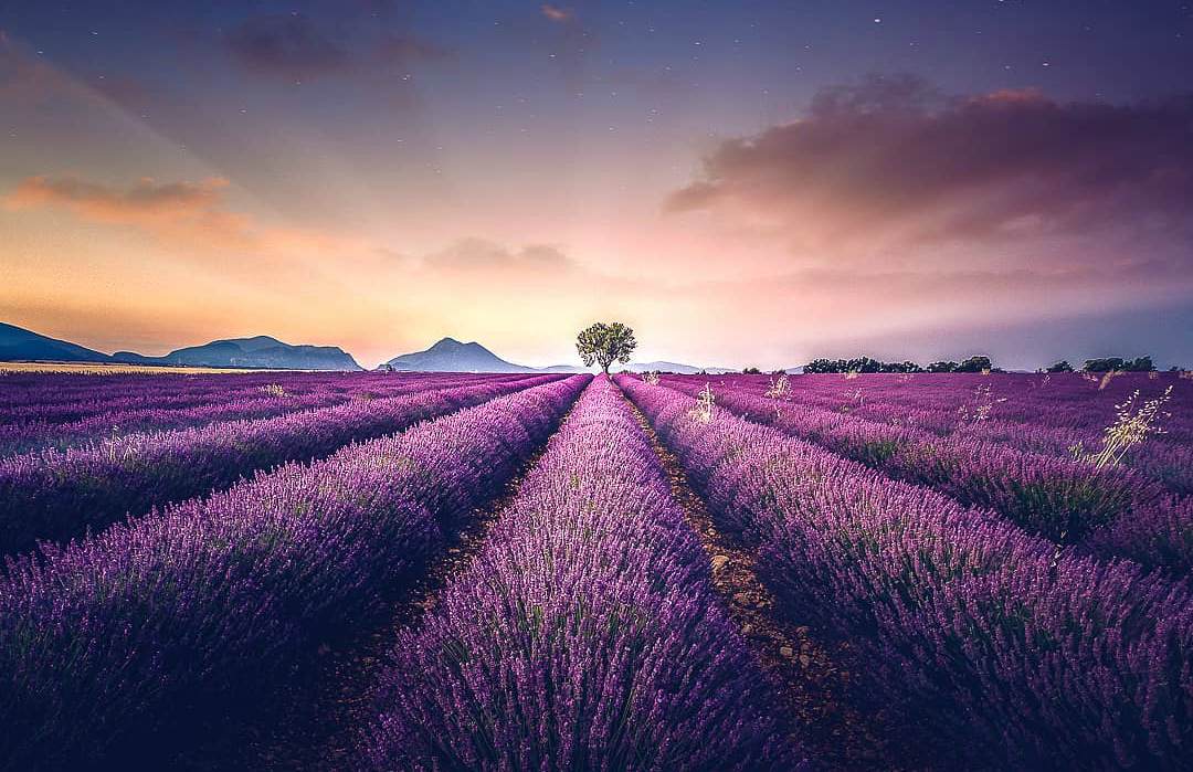 Фотография: Навевая спокойствие и сон: фото лавандовых полей на юге Франции №1 - BigPicture.ru