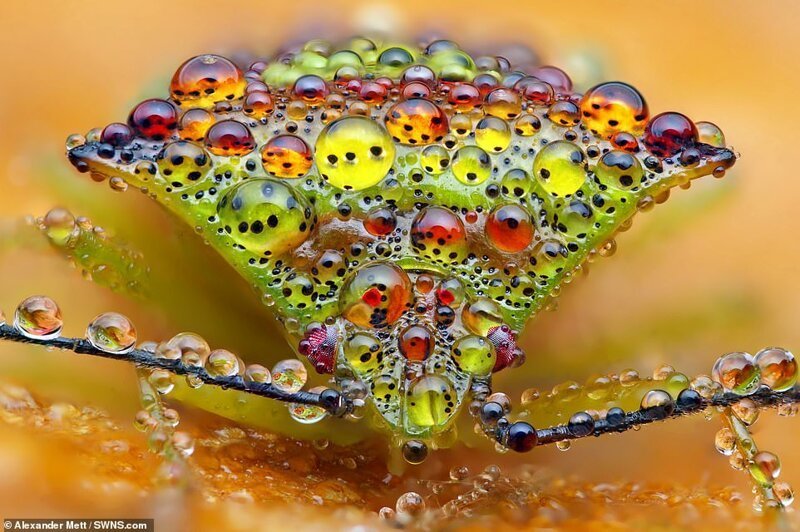 Фотография: Жизнь насекомых: удивительные макрофотографии Александра Метта №1 - BigPicture.ru