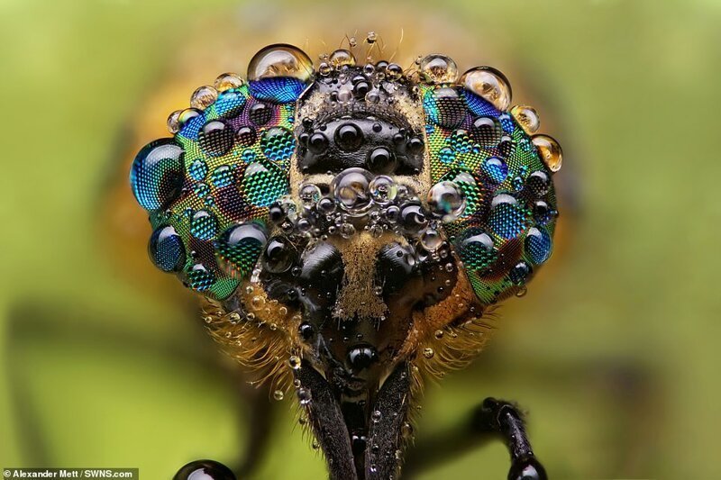 Фотография: Жизнь насекомых: удивительные макрофотографии Александра Метта №2 - BigPicture.ru