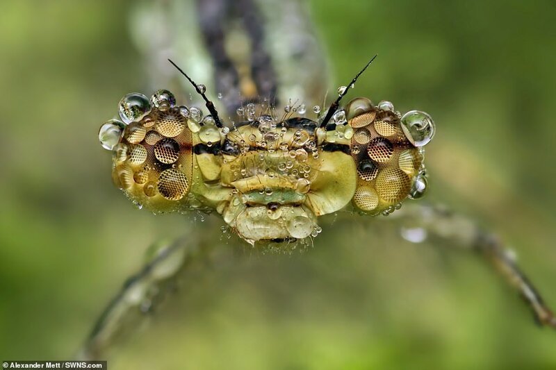 Фотография: Жизнь насекомых: удивительные макрофотографии Александра Метта №3 - BigPicture.ru