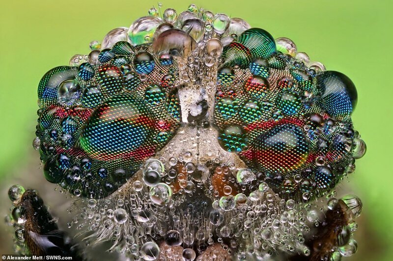 Фотография: Жизнь насекомых: удивительные макрофотографии Александра Метта №5 - BigPicture.ru