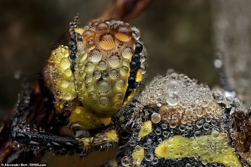Фотография: Жизнь насекомых: удивительные макрофотографии Александра Метта №6 - BigPicture.ru