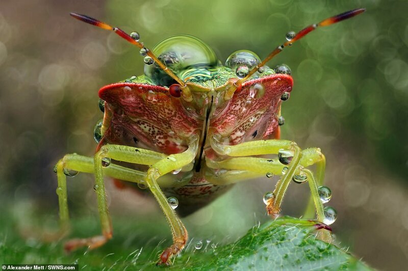 Фотография: Жизнь насекомых: удивительные макрофотографии Александра Метта №7 - BigPicture.ru