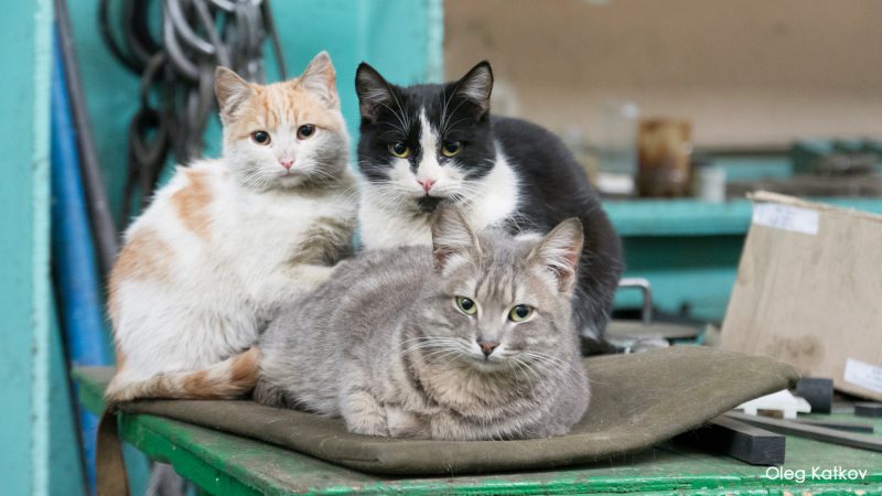 Фотография: Работящие коты-заводчане: они никогда не скажут, что у них лапки №2 - BigPicture.ru