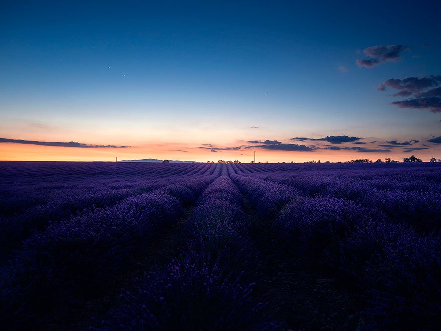 Фотография: Навевая спокойствие и сон: фото лавандовых полей на юге Франции №10 - BigPicture.ru