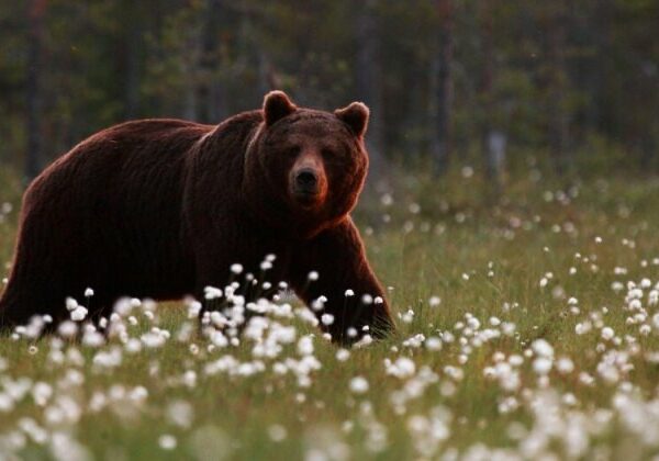 Турецкий фермер привлек медведей-воришек к дегустации меда и не прогадал