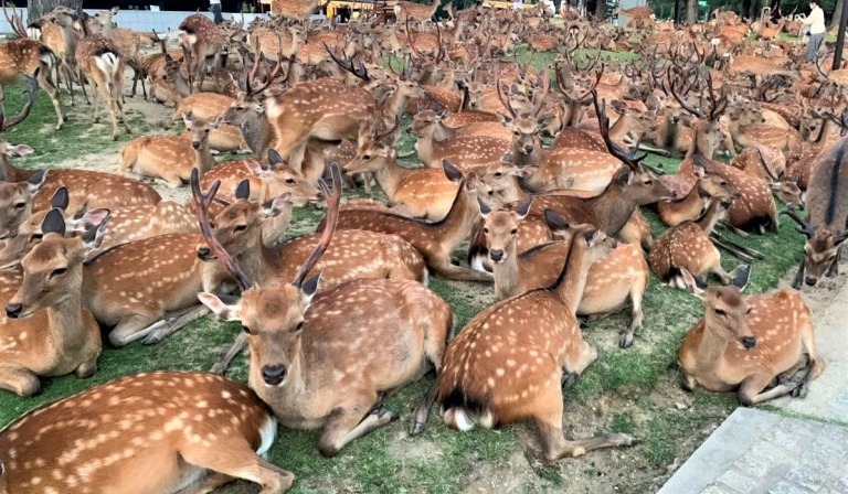 Фотография: Рогатый феномен: сотни оленей в парке Нара ежедневно собираются в одно и то же время №1 - BigPicture.ru