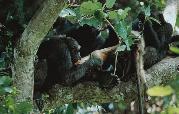 Фотография: Все как у людей: как два клана шимпанзе устроили 4-летнюю кровавую войну №3 - BigPicture.ru