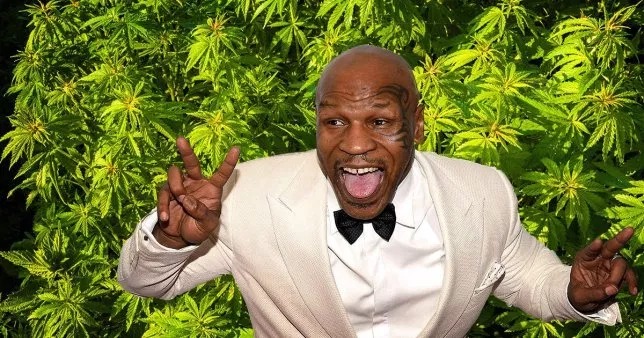 Фотография: Веселый боксер: Майк Тайсон выращивает на своем ранчо марихуану и угощает ею гостей №1 - BigPicture.ru