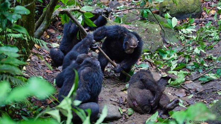 Фотография: Все как у людей: как два клана шимпанзе устроили 4-летнюю кровавую войну №6 - BigPicture.ru