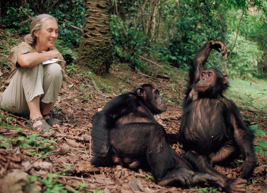 Фотография: Все как у людей: как два клана шимпанзе устроили 4-летнюю кровавую войну №2 - BigPicture.ru