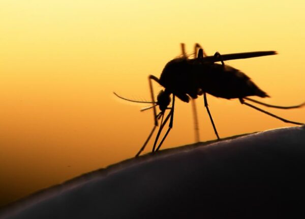 Ученые рассказали, какая группа крови «самая вкусная» для комаров
