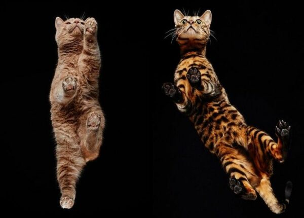 Взгляд снизу — чудесные фотографии кошек с необычного ракурса