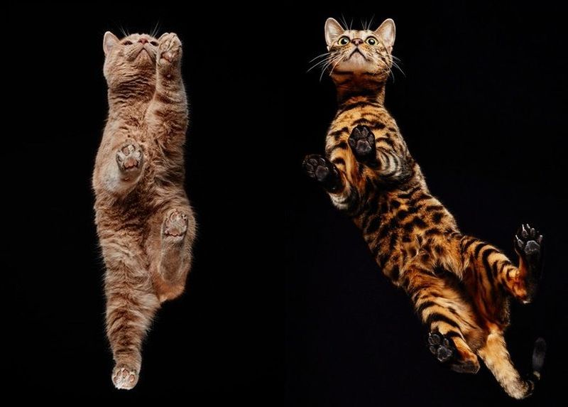 Фотография: Взгляд снизу: чудесные фотографии кошек с необычного ракурса №1 - BigPicture.ru