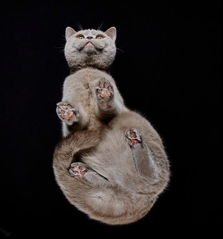 Фотография: Взгляд снизу: чудесные фотографии кошек с необычного ракурса №2 - BigPicture.ru